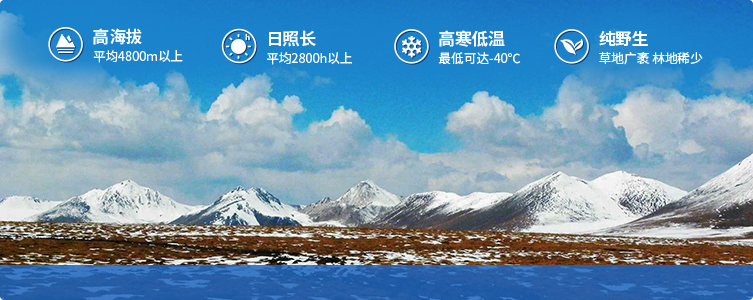 為什么說(shuō)西藏那曲的冬蟲(chóng)夏草，是品質(zhì)最好的蟲(chóng)草！